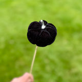 10 Black Pumpkin Sticks