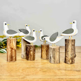 Group of 6 Gulls on Groynes
