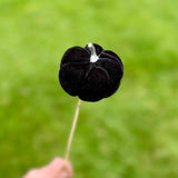 10 Black Pumpkin Sticks