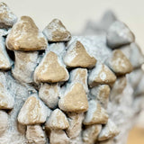 Medium Cement Mushroom Pot