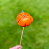 10 Orange Pumpkin Sticks