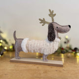 Sausage Dog in Cream Coat