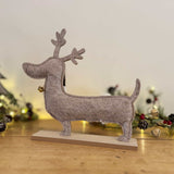 Sausage Dog in Cream Coat